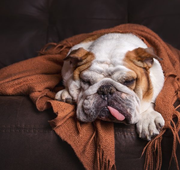 English Bulldog dog canine pet on brown leather couch under blanket looking sad bored lonely sick tired exhausted